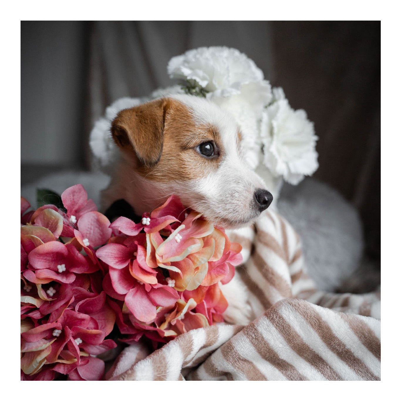 🖤Found A Loving Home🖤 Australia Imported Purebred Jack Russell Terrier