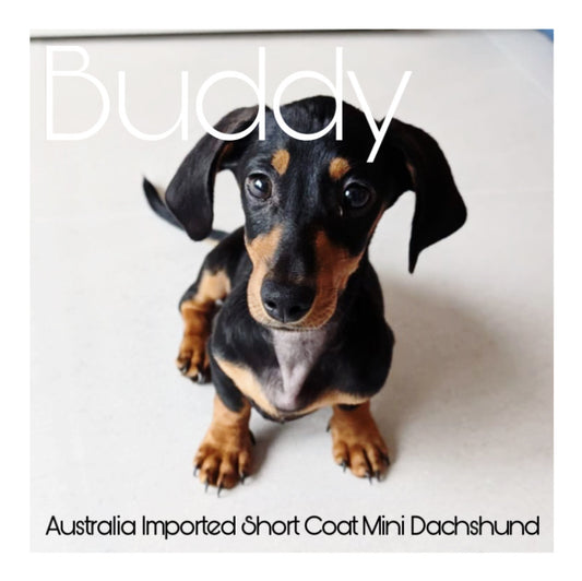 🖤Found A Loving Home🖤 Australia Imported Purebred Mini Dachshund