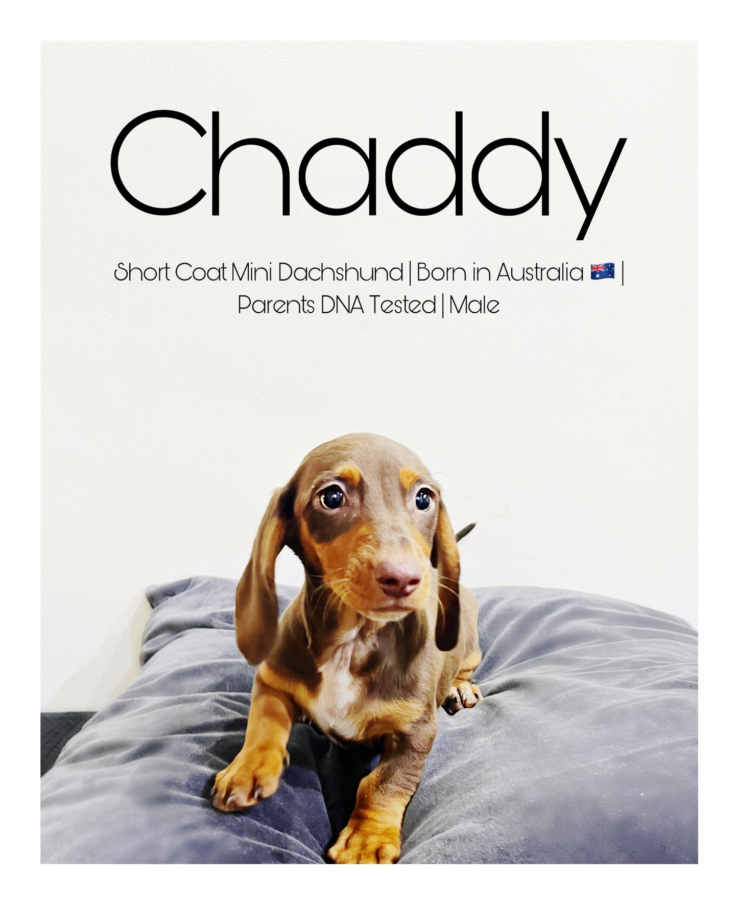 🖤Found A Loving Home🖤 Australia Imported Purebred Mini Dachshund