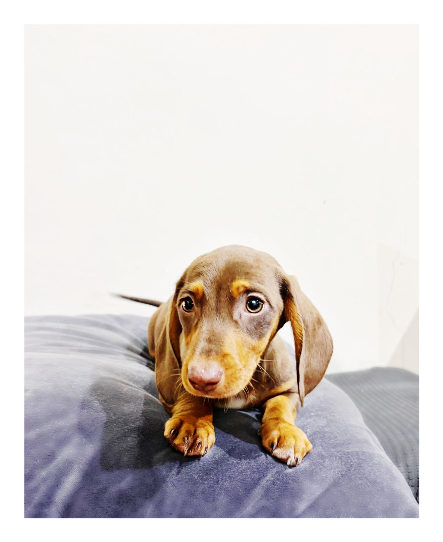 🖤Found A Loving Home🖤 Australia Imported Purebred Mini Dachshund
