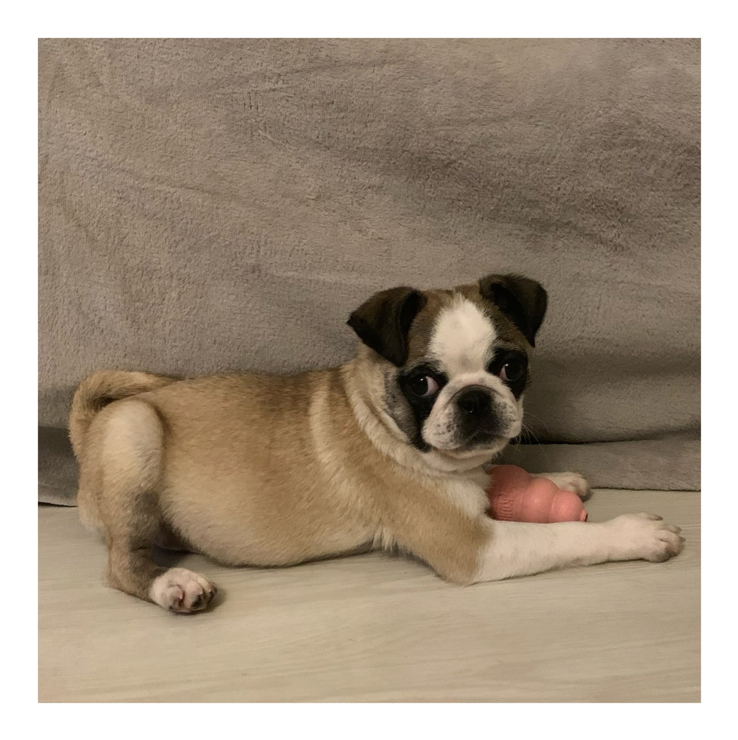 🖤Found A Loving Home🖤 Australia Imported Purebred Pug (Pedigree Grade)