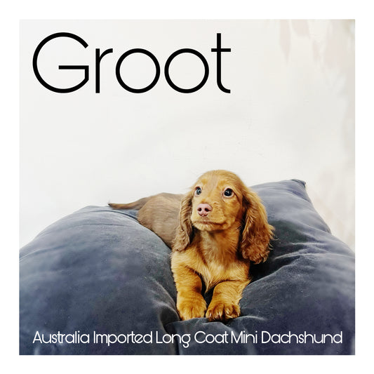 🖤Found A Loving Home🖤 Australia Imported Purebred Mini Dachshund (Long Coat)