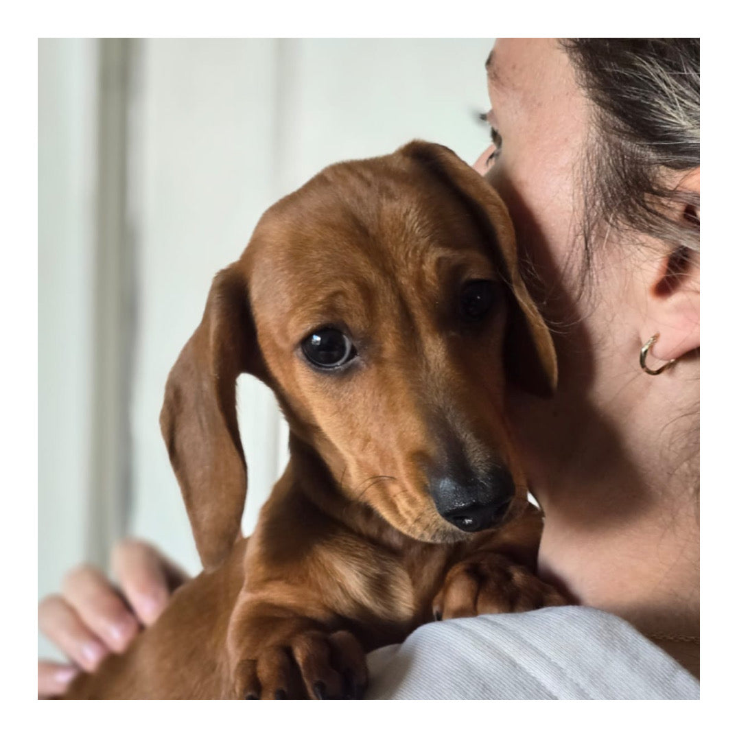 🖤Found A Loving Home🖤 Australia Imported Short Coat Purebred Mini Dachshund