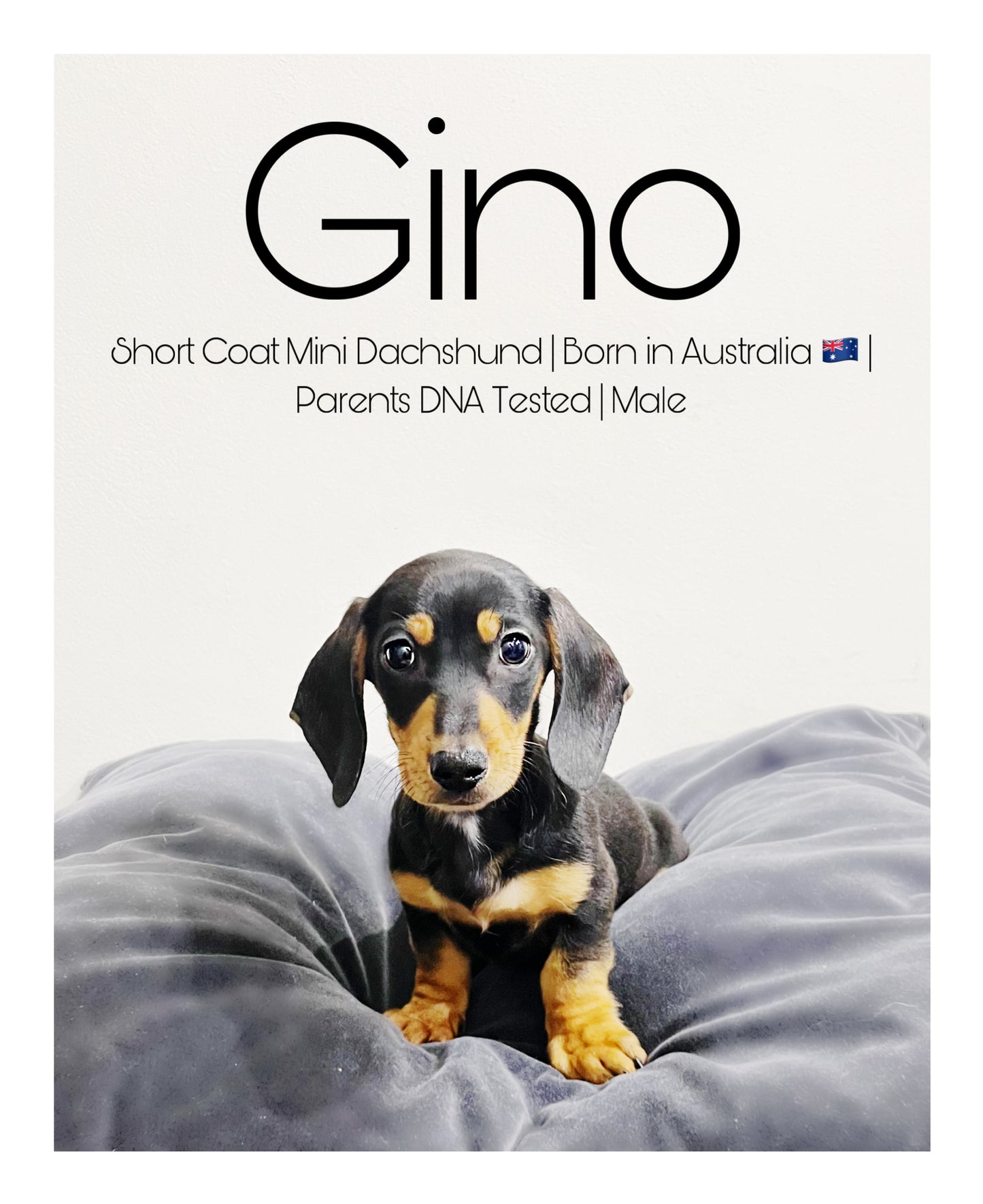 Australia Imported Purebred Mini Dachshund