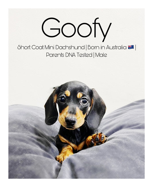 Australia Imported Purebred Mini Dachshund