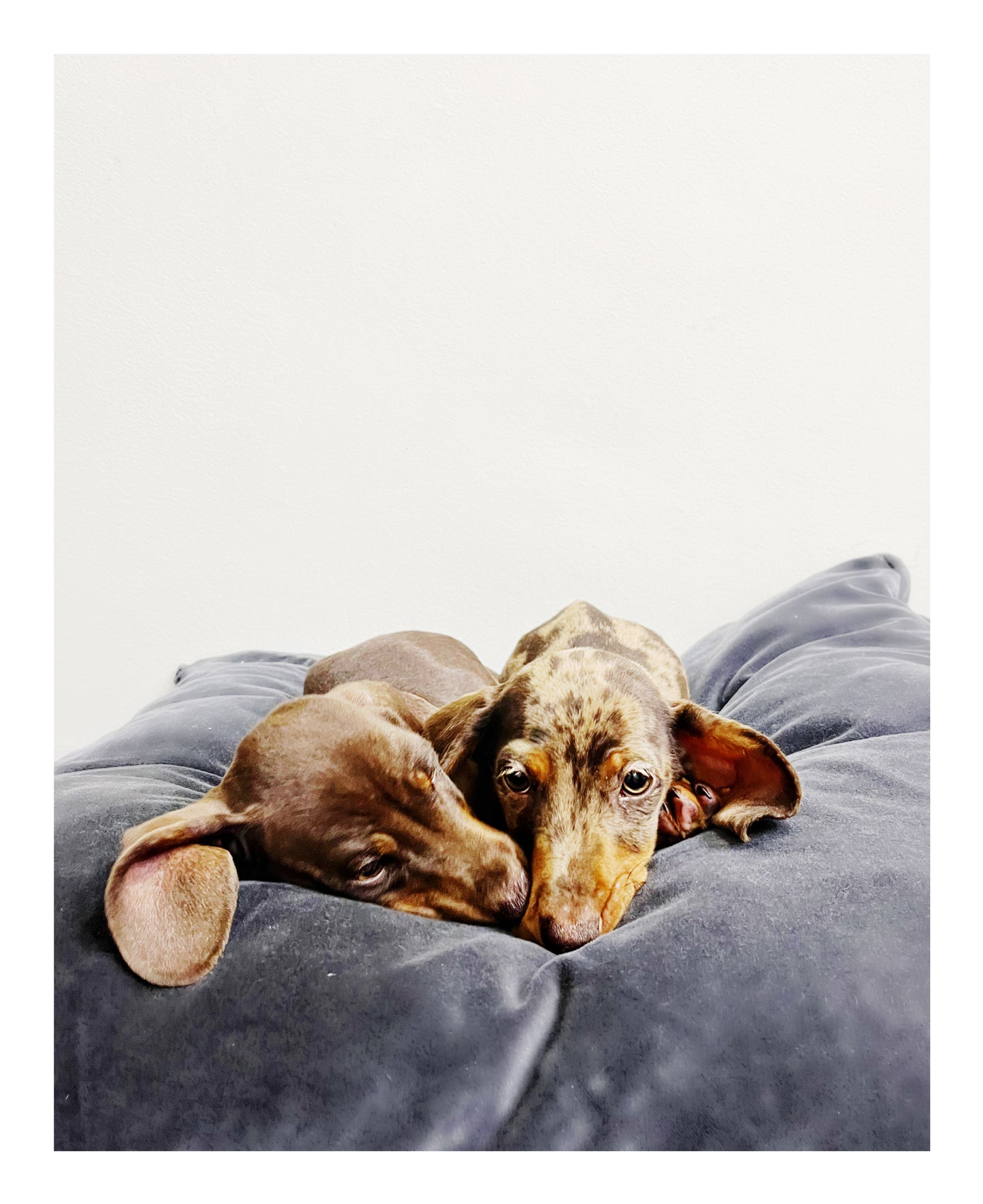 Australia Imported Purebred Mini Dachshund