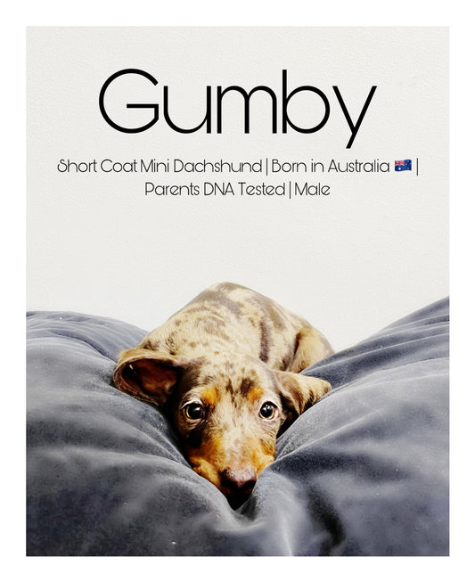 Australia Imported Purebred Mini Dachshund
