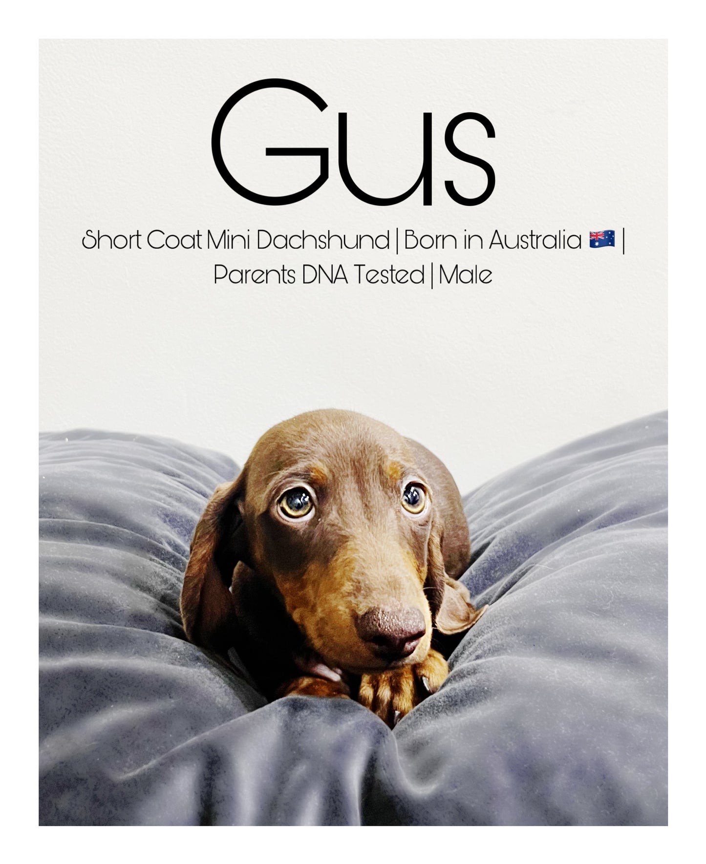 Australia Imported Purebred Mini Dachshund