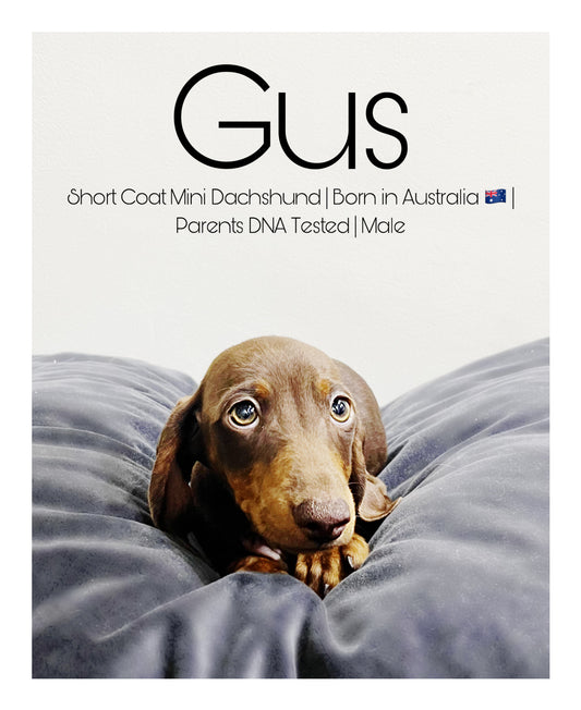 Australia Imported Purebred Mini Dachshund
