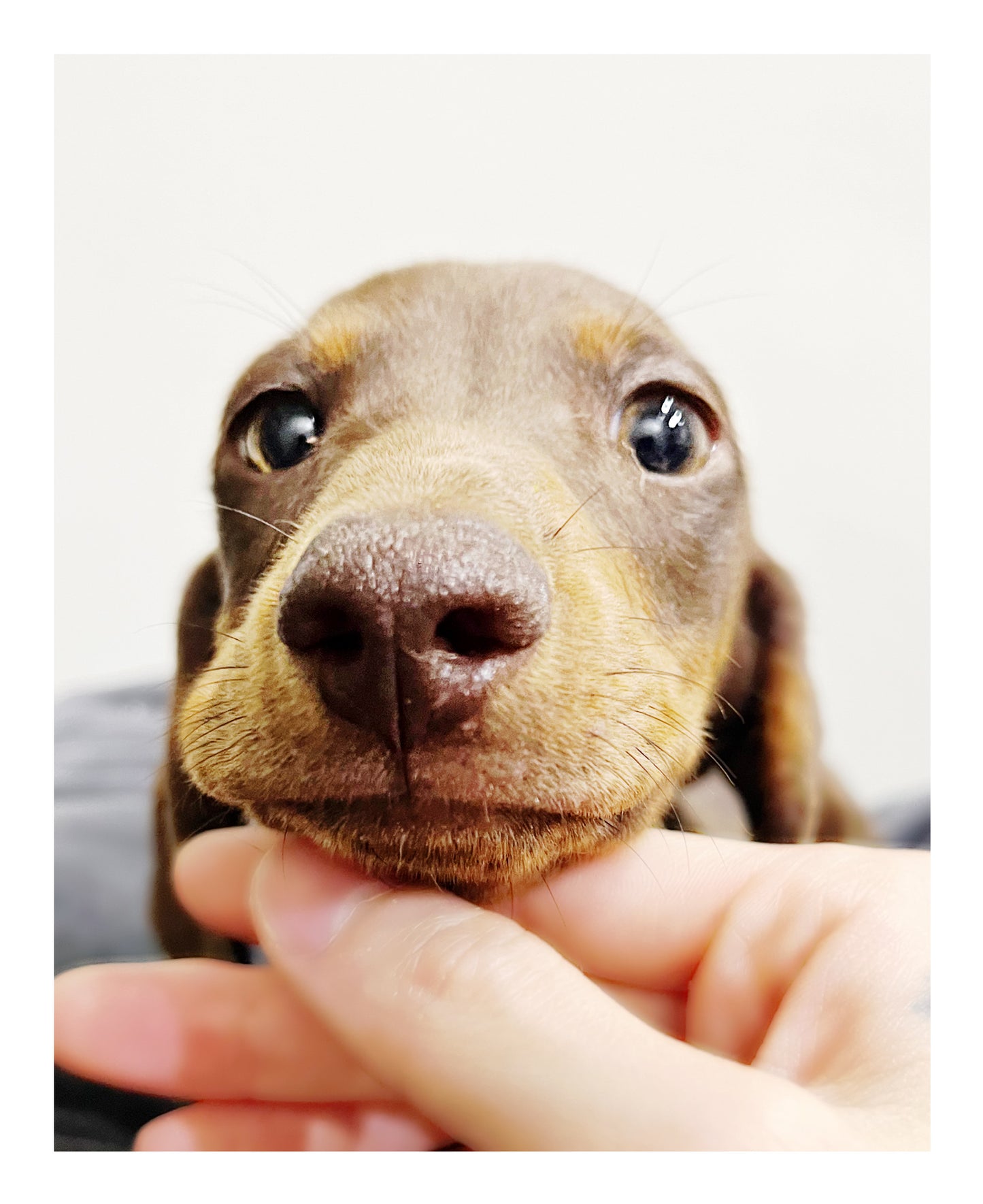 Australia Imported Purebred Mini Dachshund