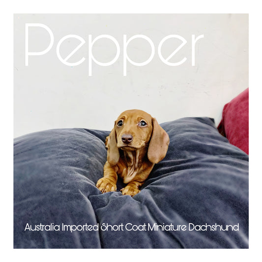 🖤Found A Loving Home🖤 Australia Imported Purebred Mini Dachshund