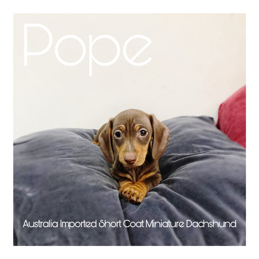 🖤Found A Loving Home🖤 Australia Imported Purebred Mini Dachshund