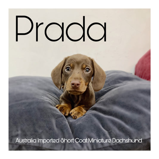 🖤Found A Loving Home🖤 Australia Imported Purebred Mini Dachshund