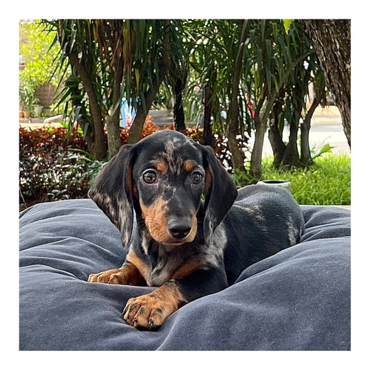 🖤Found A Loving Home🖤 UK Imported Short Coat Purebred Mini Dachshund